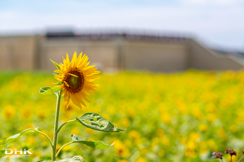 국내 1박2일 여름 여행 추천1박2일 서해 섬여행 신안 가볼만한곳 자은도 1004뮤지엄파크 세계조개박물관, 해바라기 9