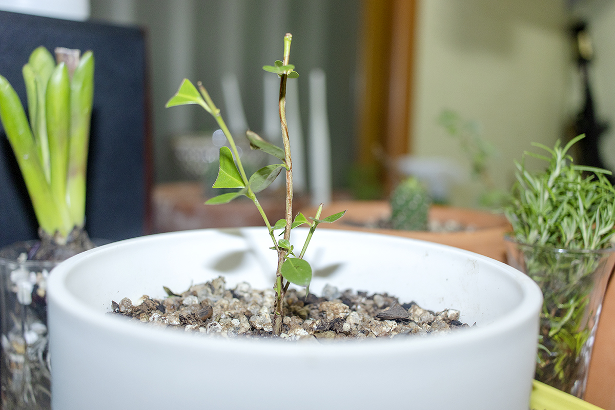 겨울에 구입한 구아바나무 분갈이후 8