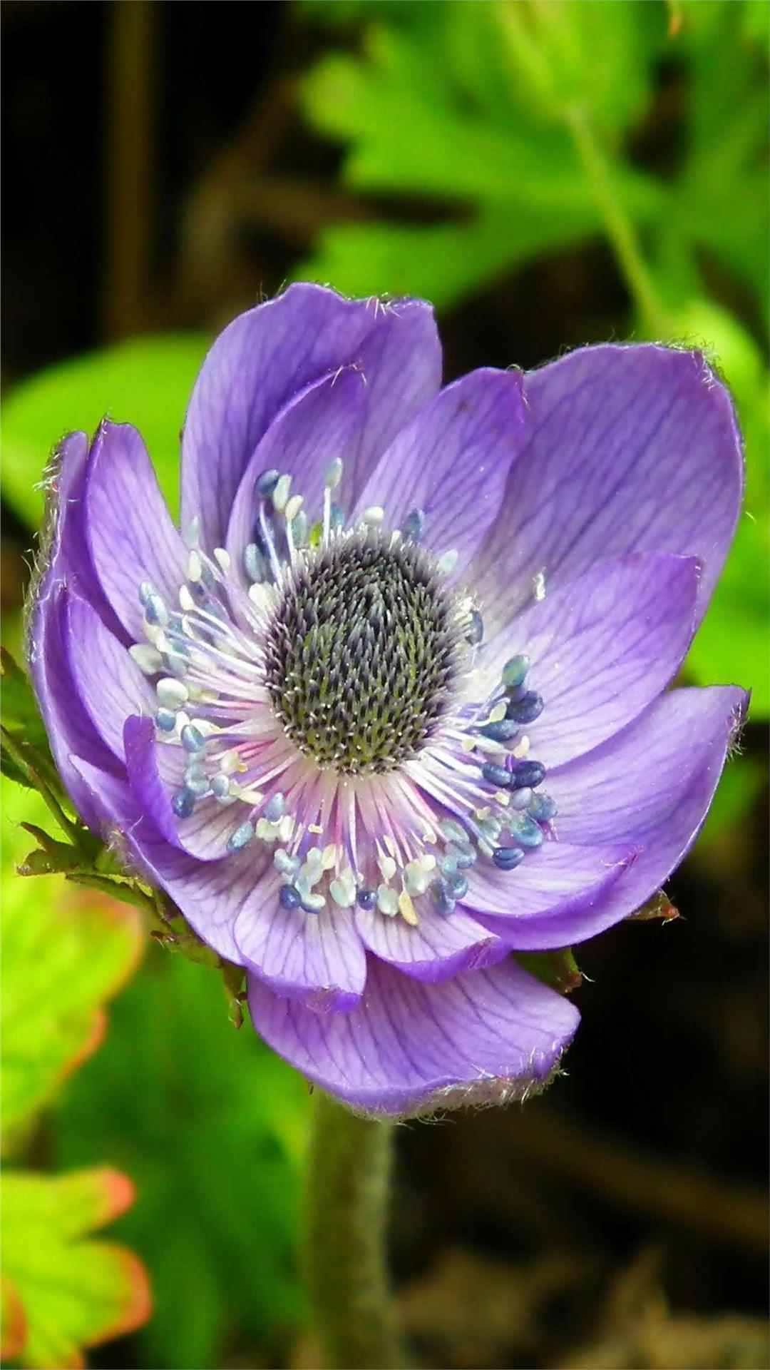 Anemone Flower iPhone Wallpaper