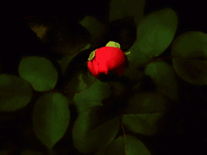 img.gif