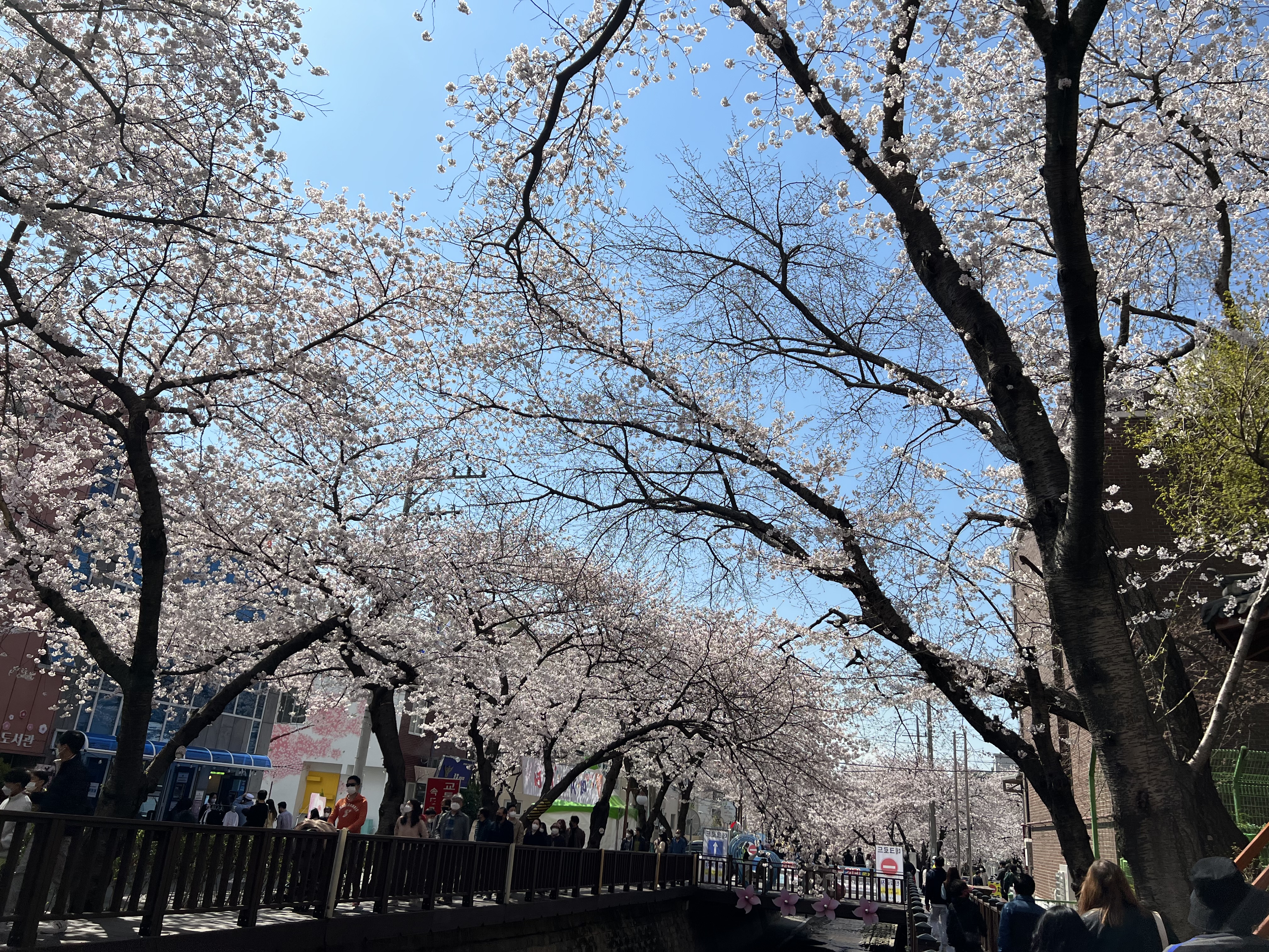 벚꽃9