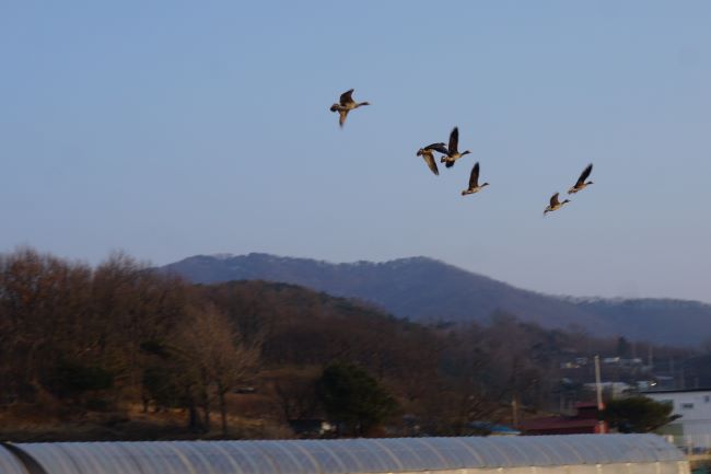 푸른 하늘, 날아오른 기러기 5 마리, 아래는 야산,