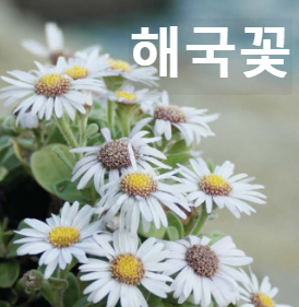 해국꽃