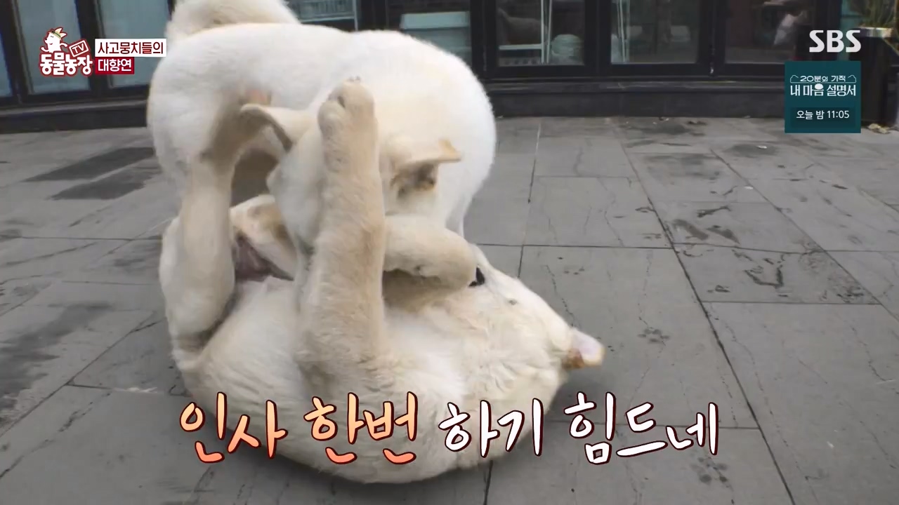 TV 동물농장.E1172.240520p-NEXT.mp4_20240519_165228.588.jpg