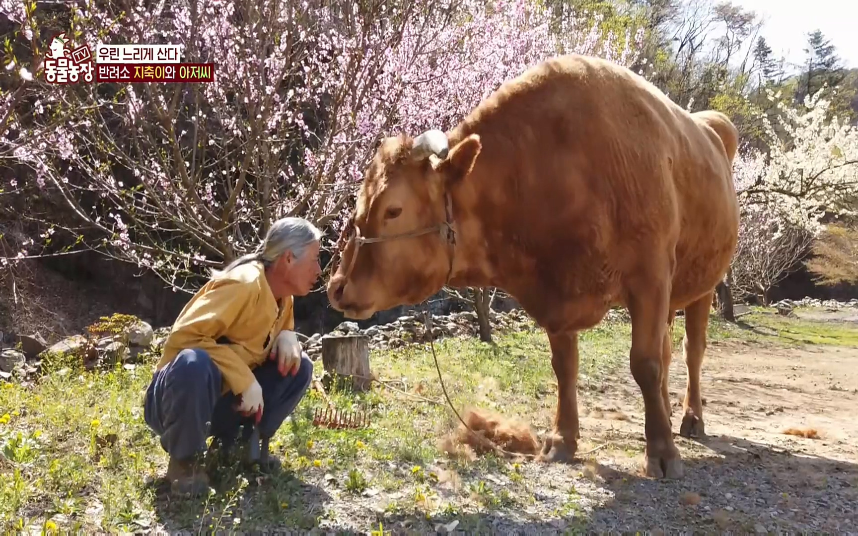 TV 동물농장.E1074.220619p.H264-F1RST.mp4_20220619_181254.612.jpg