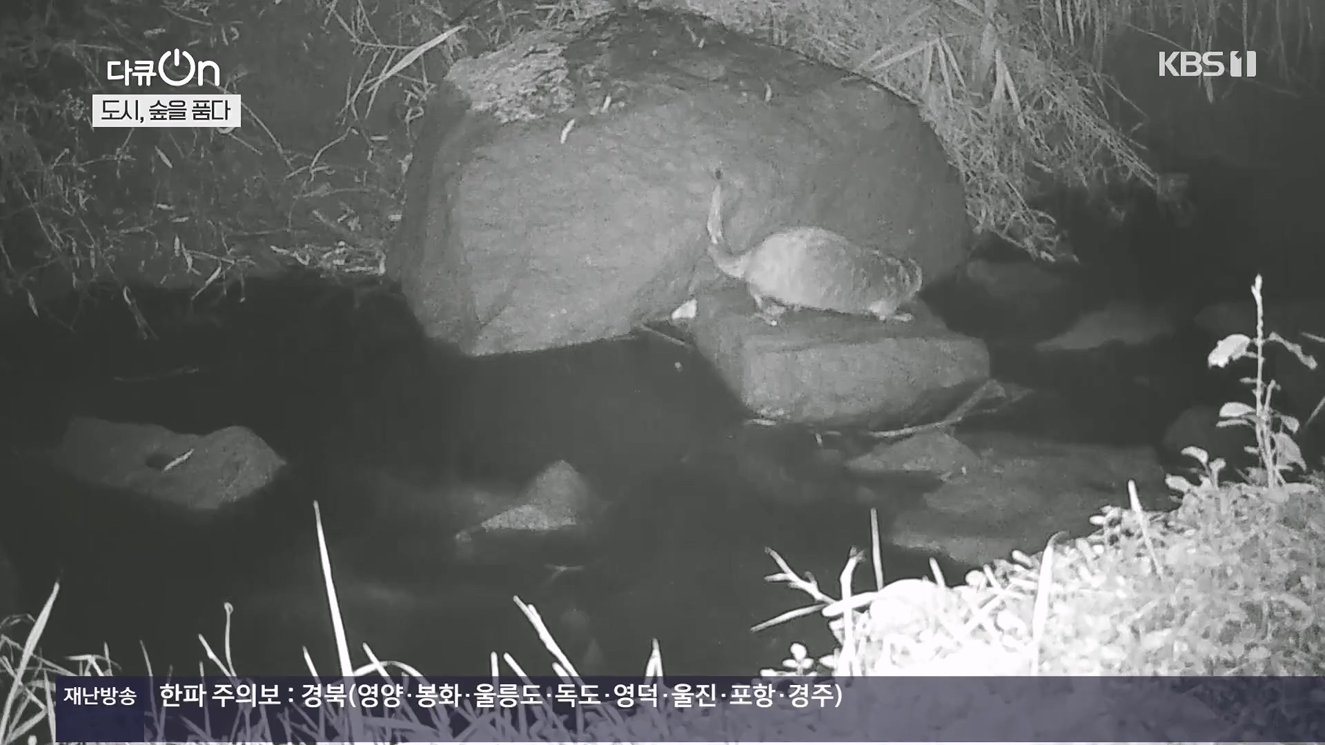 다큐 On.E232.231216p.H264-F1RST.mp4_20231220_212229.996.jpg