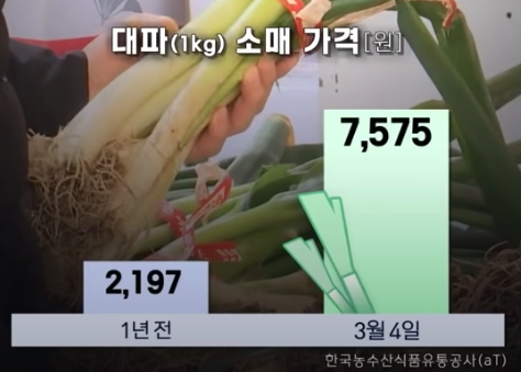  대파 값 높은이유, 파테크(파 키워먹기)를 해보자