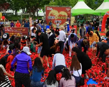 곡성 장미축제_15