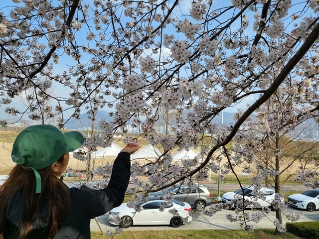 부산벚꽃명소&#44; 낙동강변30리 벚꽃길