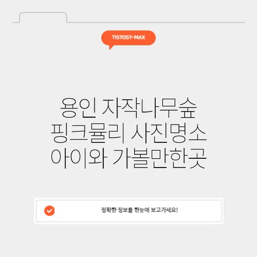 용인 자작나무숲 핑크뮬리 사진명소 아이와 가볼만한곳