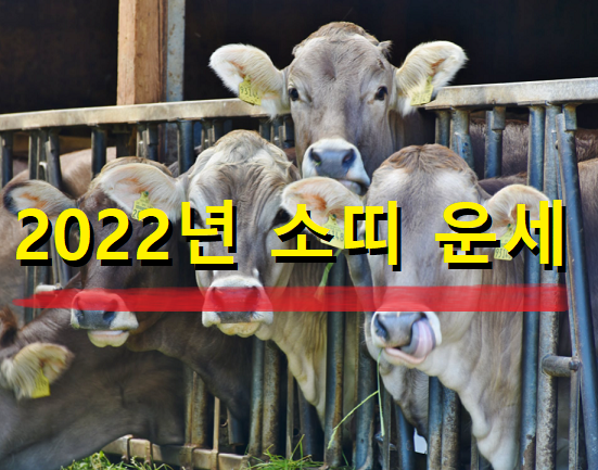  2022년 소띠 운세 26세, 38세,50세,74세 나이별 소띠운세