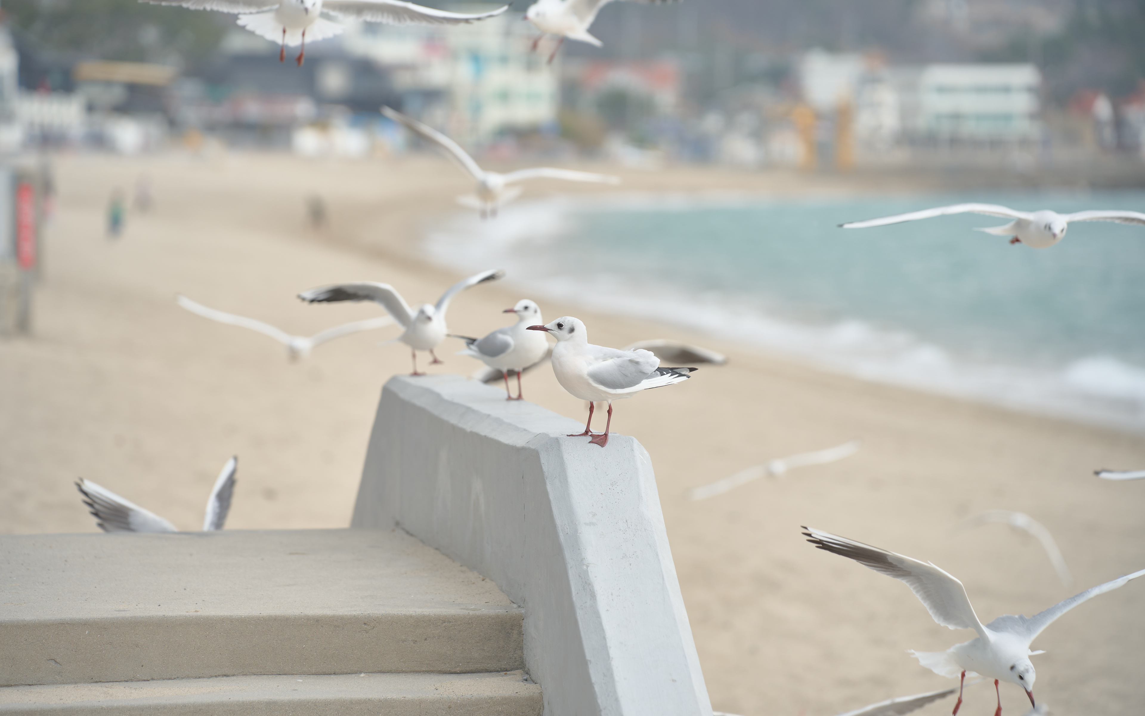 기장매화원 매화축제 67