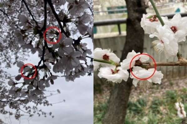 매화 벚꽃 꽃자루 비교