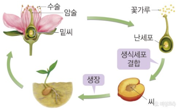 식물의 유성생식