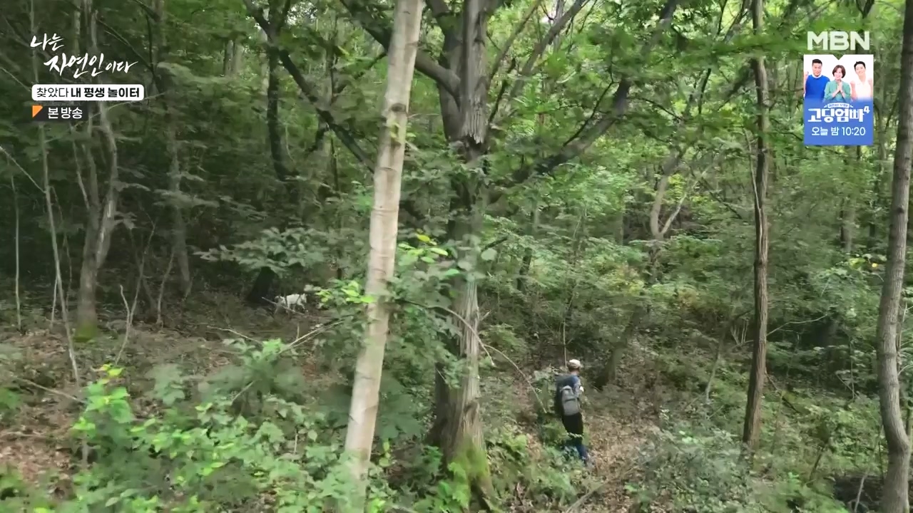 나는 자연인이다.E569.230831p-NEXT.mp4_20230831_201804.990.jpg