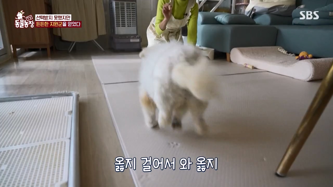 TV 동물농장.E1172.240520p-NEXT.mp4_20240519_165232.925.jpg