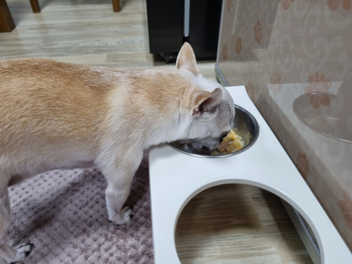 강아지-급여-사진