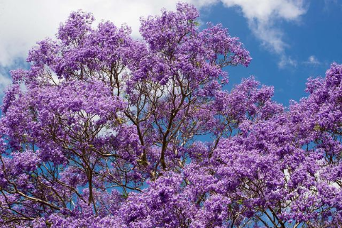 자카란다(Jacaranda)