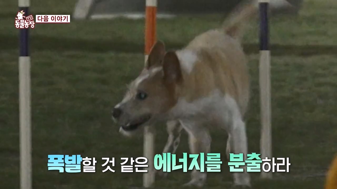 TV 동물농장.E1134.230821p-NEXT.mp4_20230820_193354.149.jpg