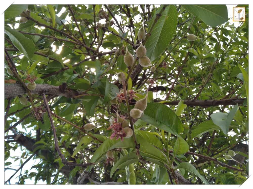 복숭아나무-복사꽃 진자리-복숭아 열매