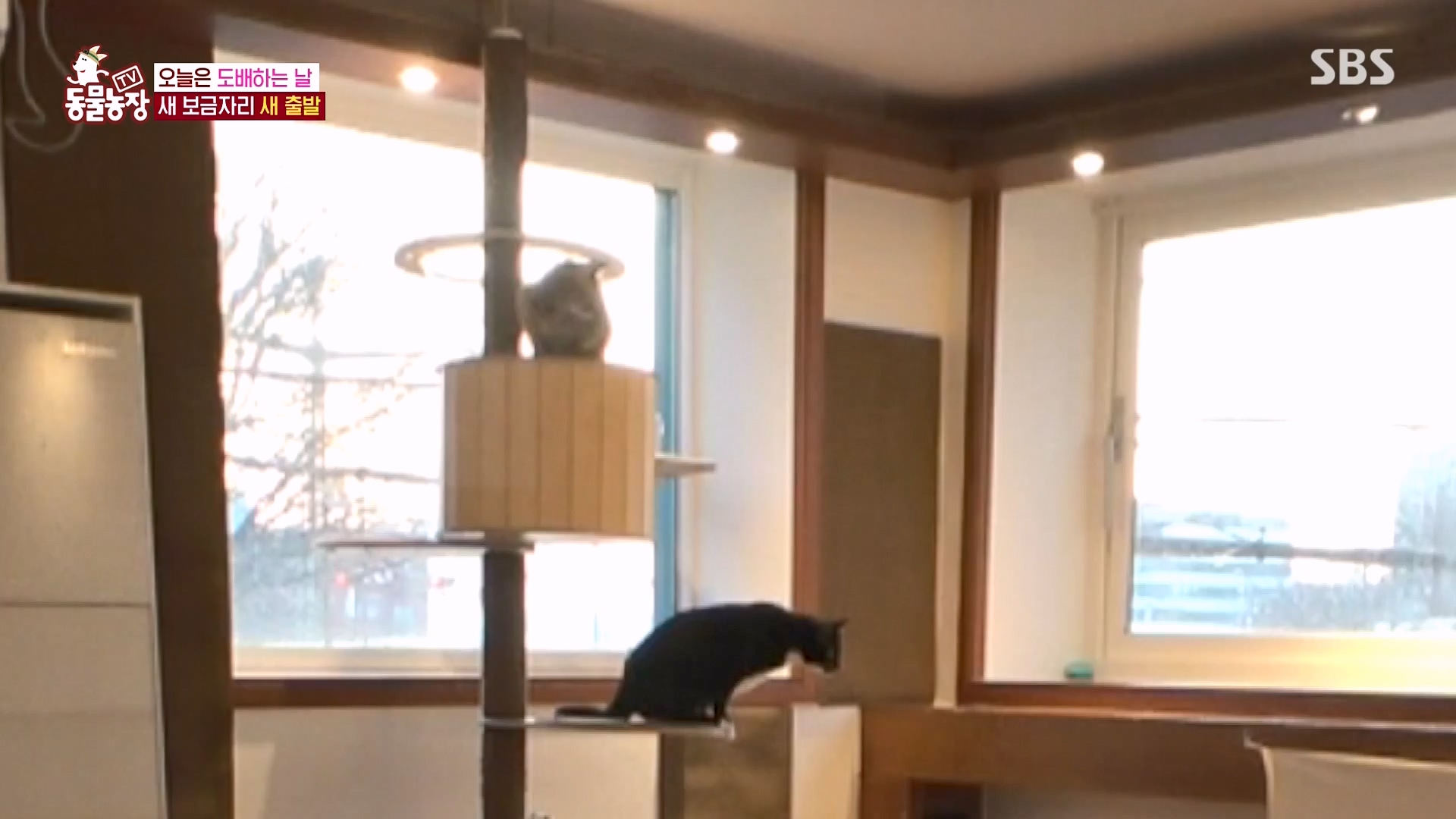 TV 동물농장.E1162.240310p-NEXT.mp4_20240310_162854.630.jpg