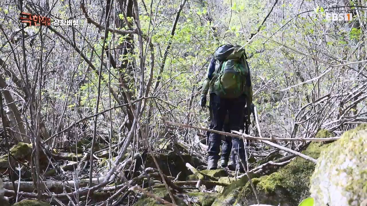 TV - 전 국민의 평생학교 EBS자연에서 얻은 보약, 상황버섯과 산나물, 쌍화차.mp4_20240615_172240.897.jpg