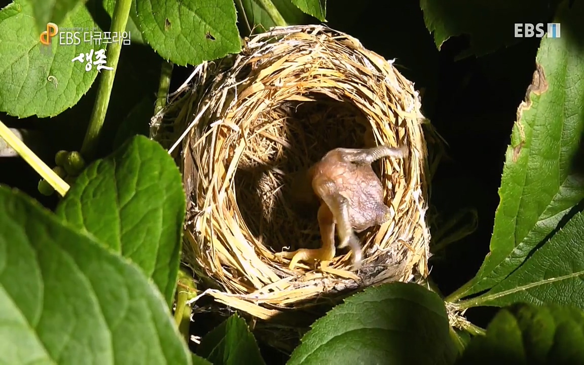 생존 3부_ EBS 다큐프라임_ 220629.avi_20220701_204708.221.jpg