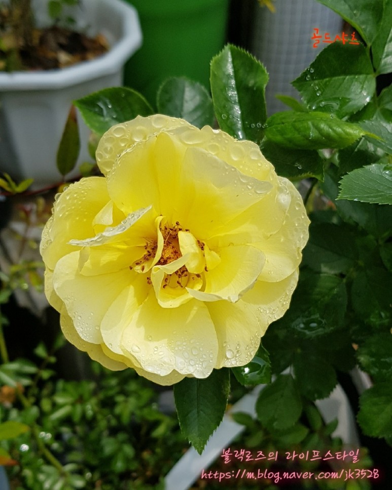화요일엔 노랑장미를. 3