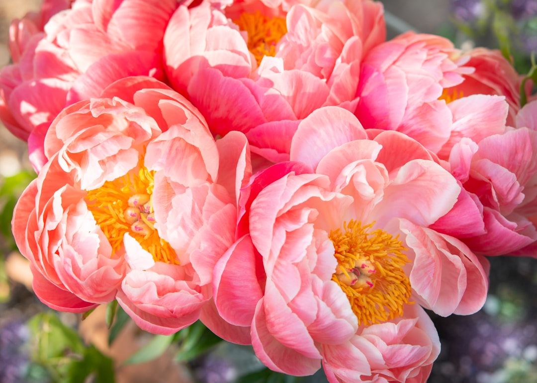 Peony