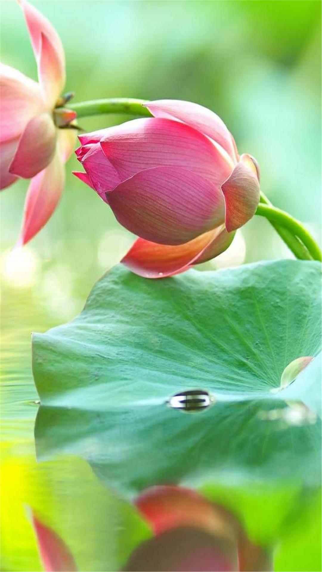 Lotus Flower iPhone Wallpaper