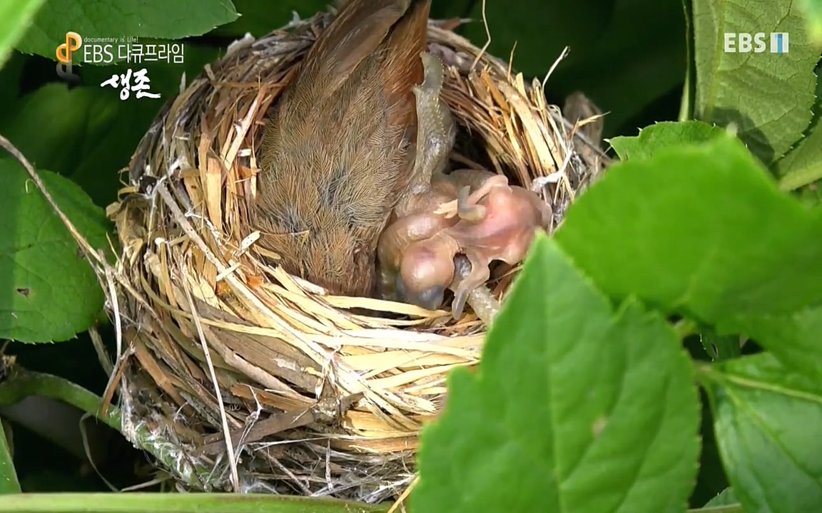 생존 3부_ EBS 다큐프라임_ 220629.avi_20220701_204551.462.jpg
