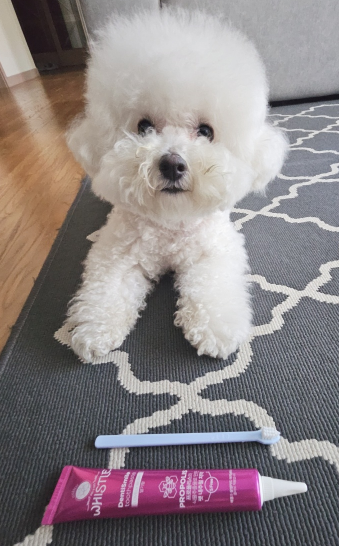  강아지 양치 칫솔