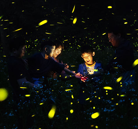 무주 반딧불 축제 기본정보, 프로그램, 할인 정보, 주차장 안내