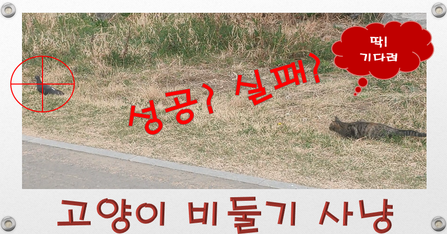  걷다가 얻은 풍경 고양이 사냥