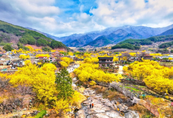 노오란 산수유꽃이 핀 마을과 산책하는 사람들 모습