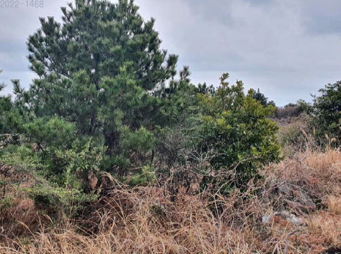제주도 토지경매 임야경매 서귀포시 7