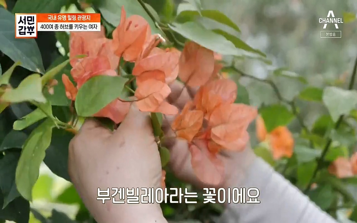 서민 갑부.E380.220424p-NEXT.mp4_20220424_182012.017.jpg