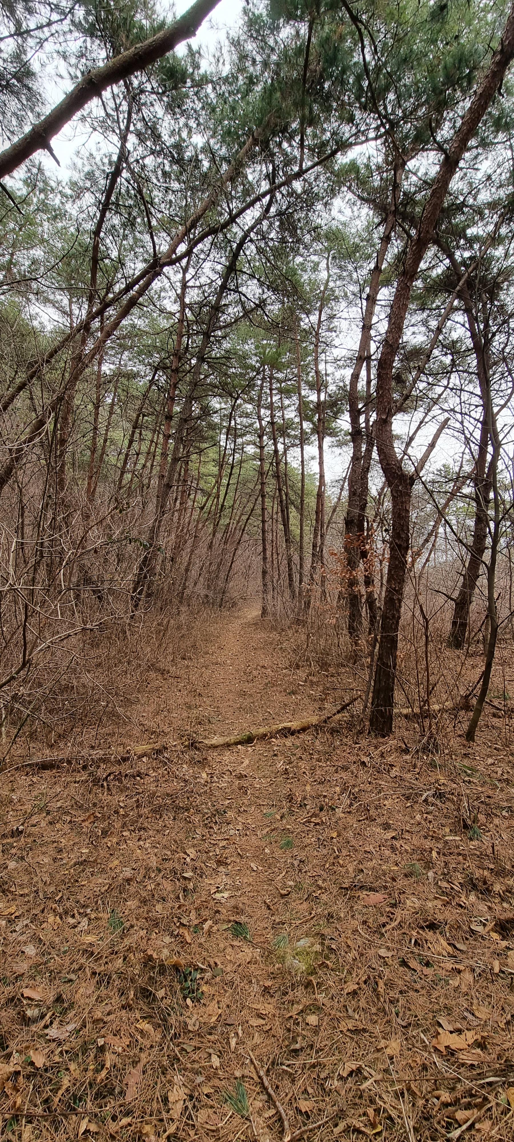 변산바람꽃 52