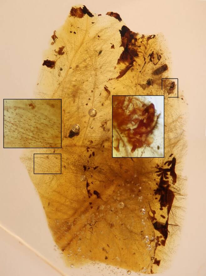 호박 화석에 찾은 딱정벌레 유충을 표시했다. 스페인 바르셀로나식물연구소
