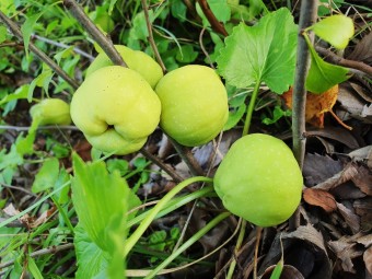 명자나무(산당화)