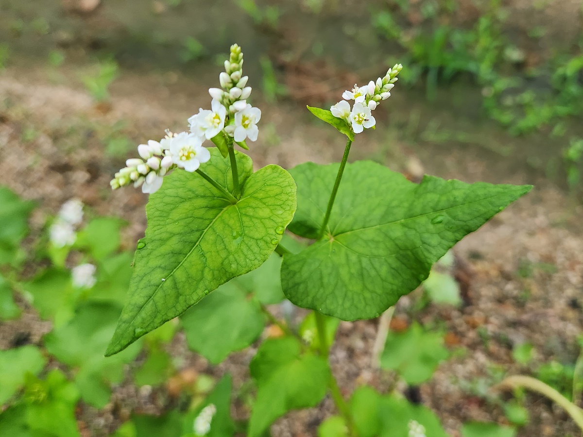 메밀