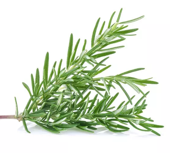  로즈마리(Rosemary)의 건강 효과와 영양 가치!! 항산화 작용, 항염증 효과 등