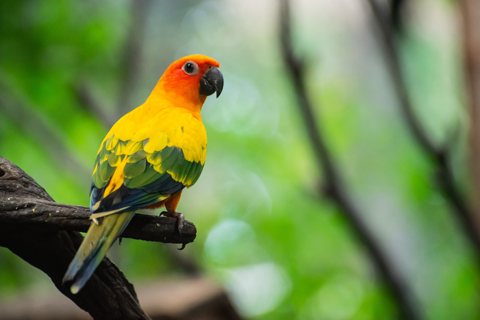 앵무새 parrot