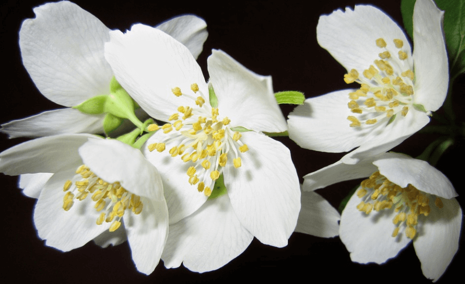 아름다운 꽃taheat