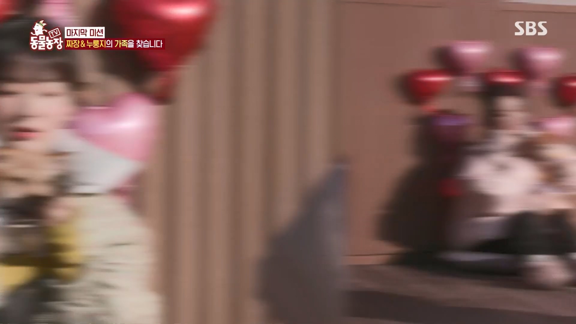 TV 동물농장.E1148.231203p.H264-F1RST.mp4_20231203_181445.444.jpg