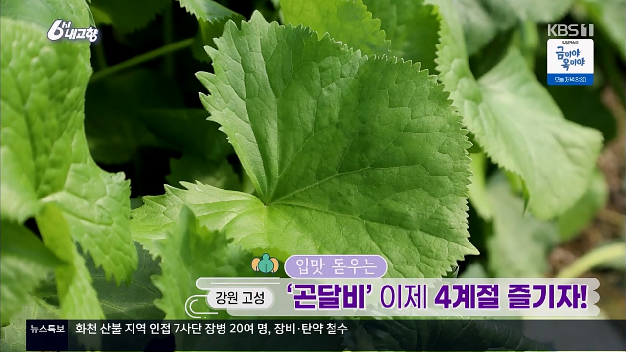 6시 내고향.E7756.230331p.H264-F1RST.mp4_20230331_203609.503.jpg
