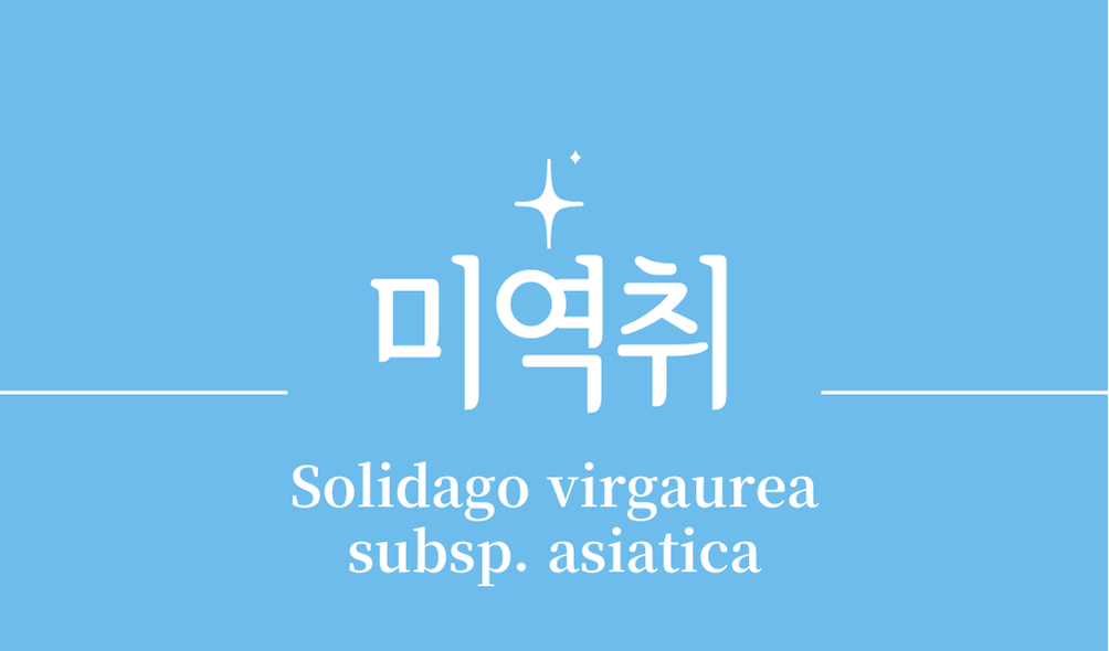 '미역취(Solidago virgaurea subsp. asiatica)'