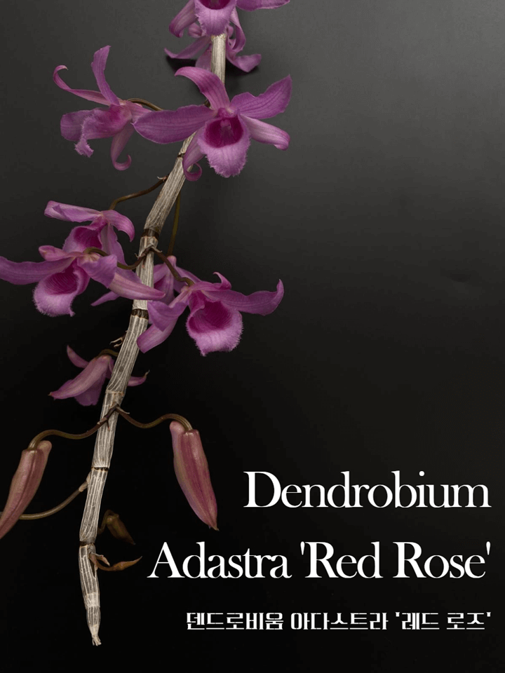 Dendrobium Adastra Red Rose 썸네일