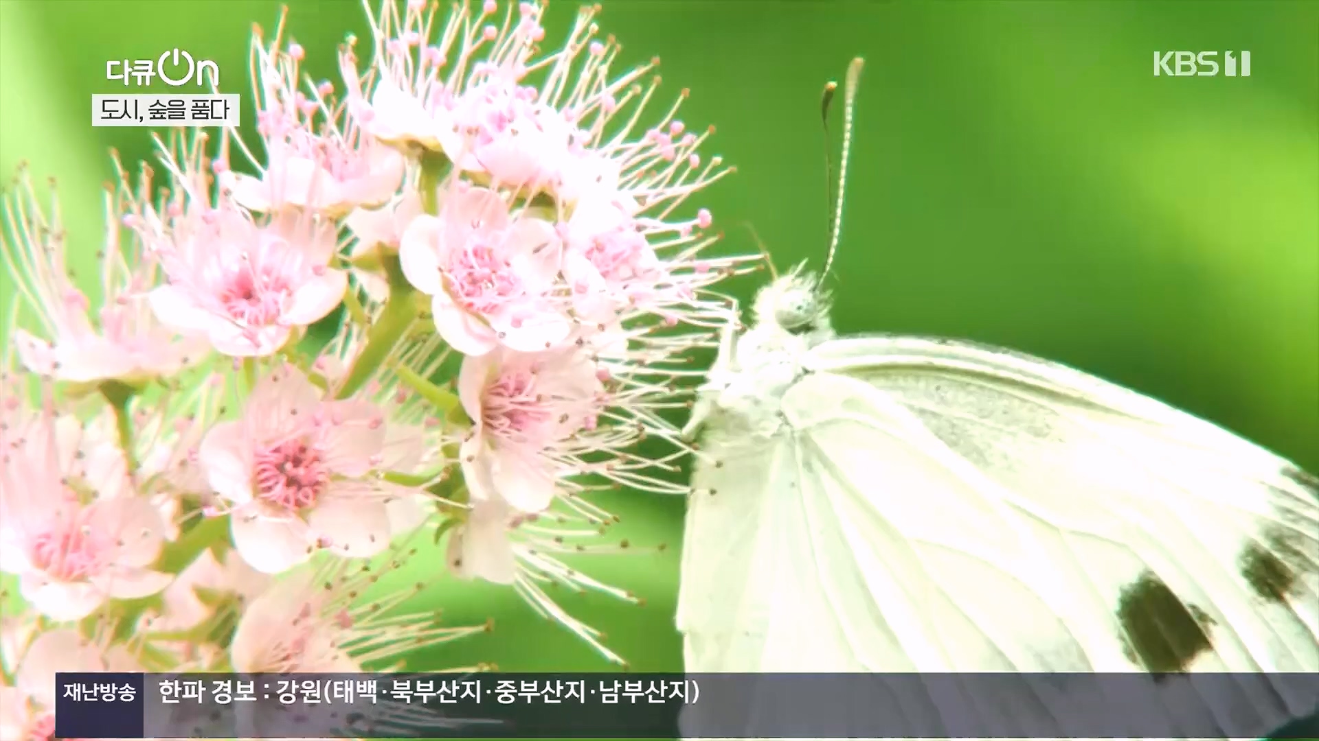 다큐 On.E232.231216p.H264-F1RST.mp4_20231220_212226.514.jpg