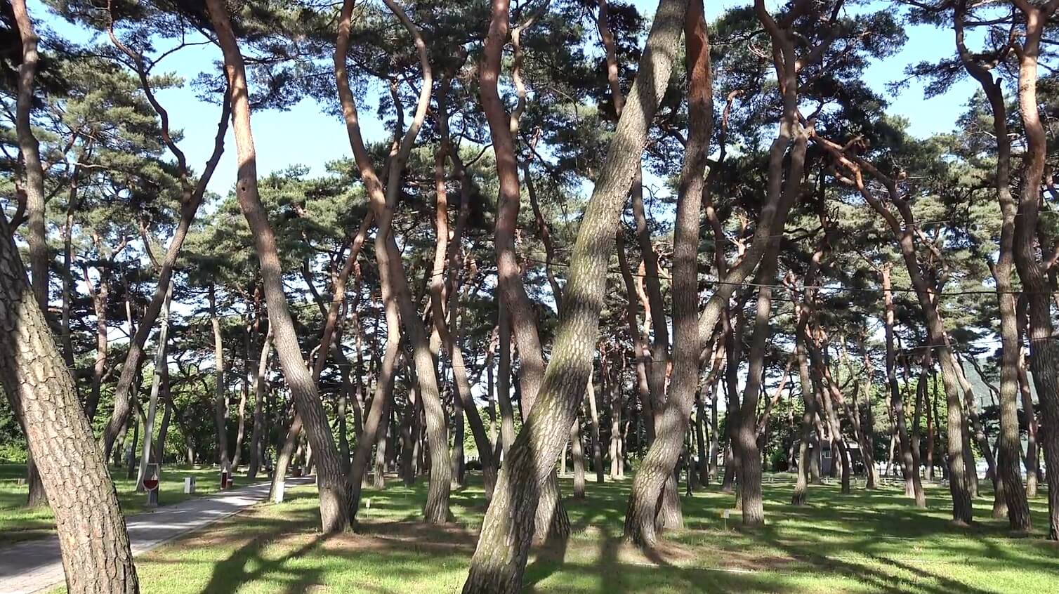 송호리송림